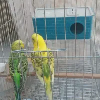 یک جفت مرغ عشق