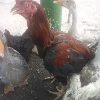 خروس لاری