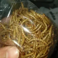 کرم خشک شده