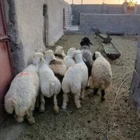 بره چاق نر نصفه گوشت چیده