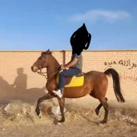 مادیان کرد بی نظیر