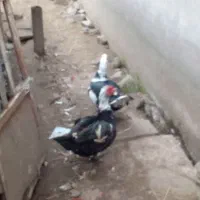 اردک‌اسرایلی‌نردرشت‌وسالم‌