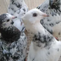 سور دم سبز پرشی ارزان