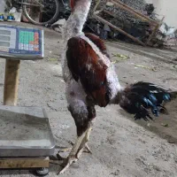 خروس لاری