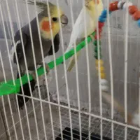 عروس هلندی با تخم