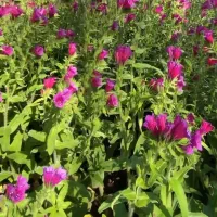 گاوزبان درجه یک