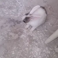 خرگوش