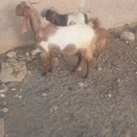 کهره چپش پاکستانی بذری درجه ۱