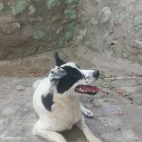 واگذاری سگ ماده دوساله رایگان