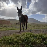 الاغ گله ای