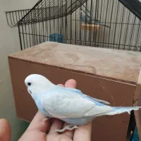 جوجه مرغ عشق ۴۵ روزه
