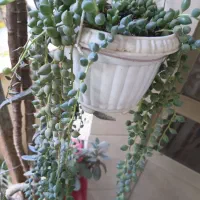 گل های تزئینی