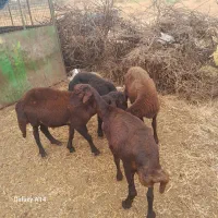 چهارعددبره نرپای پروار شیرمست کردستانی