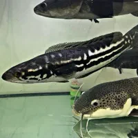 ماهی آکواریم چانا،فلاور،مانستر،پرت،پیکاک اروانا