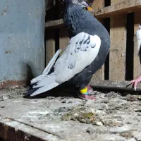 چهار عدد نر درجه یک