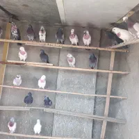 کفتر پرشی