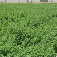 یونجه