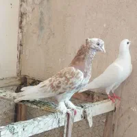 کفتر صید و شازده هفت رنگ تهرونی