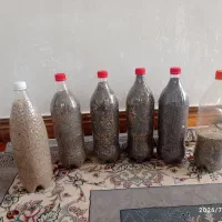بذر گیاهی