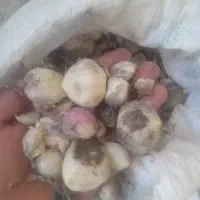 موسیر کوهی 350تومن