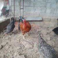 خروس|حیوانات مزرعه|اردبیل, |دیوار