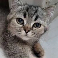 گربه بریتیش چهار ماه ۲۳ تومان
