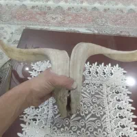 شاخ