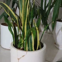گل وگیاه