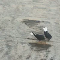 کبوتر