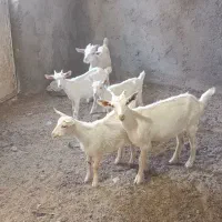 ۴عدد بزغاله ماده ویک نر اصل سانن از مادران ۴شیر
