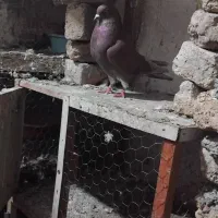 کفتر سرخ|پرنده|خان ببین, |دیوار