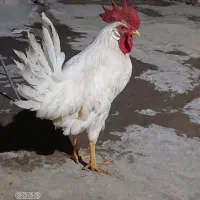 خروس