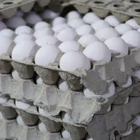 پخش گرم