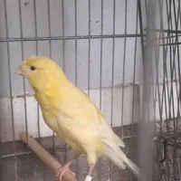 قناری رسمی بلند ماده
