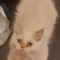 توله گربه پرشین