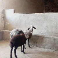 میش و بره