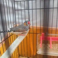 فنچ نر