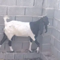 فروش دورگه
