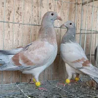 یک جفت جوجه هفرنگ خطی