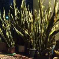 گل سانسوریا ابلق لبه طلایی