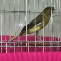قناری نر و ماده جفت