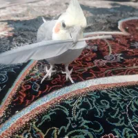 عروس