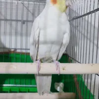 عروس هلندی نر