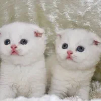 گربه سفید