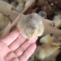فروش عمده انواع جوجه زینتی نژاد اصیل
