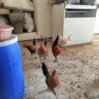 خروس گلین  لری