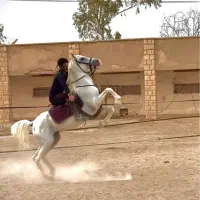 اسب سفید نریون سواری دار