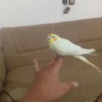 جوجه عروس هلندی طوطی