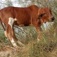 فروش فوری یه عدعدگوسالع خوب نسلی ناپ دارپاکستانی