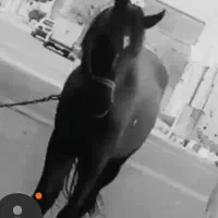 اسب